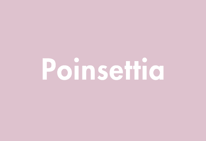 Poinsettia meaning